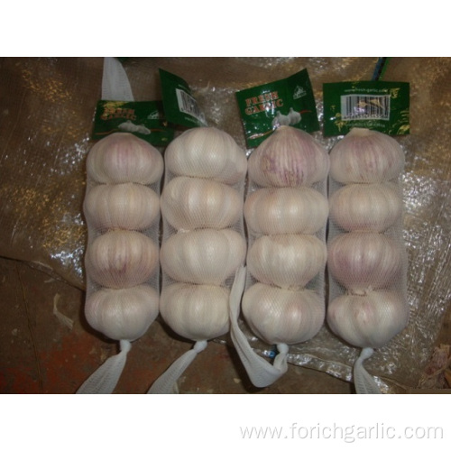 Fresh High Quality Normal White Garlic